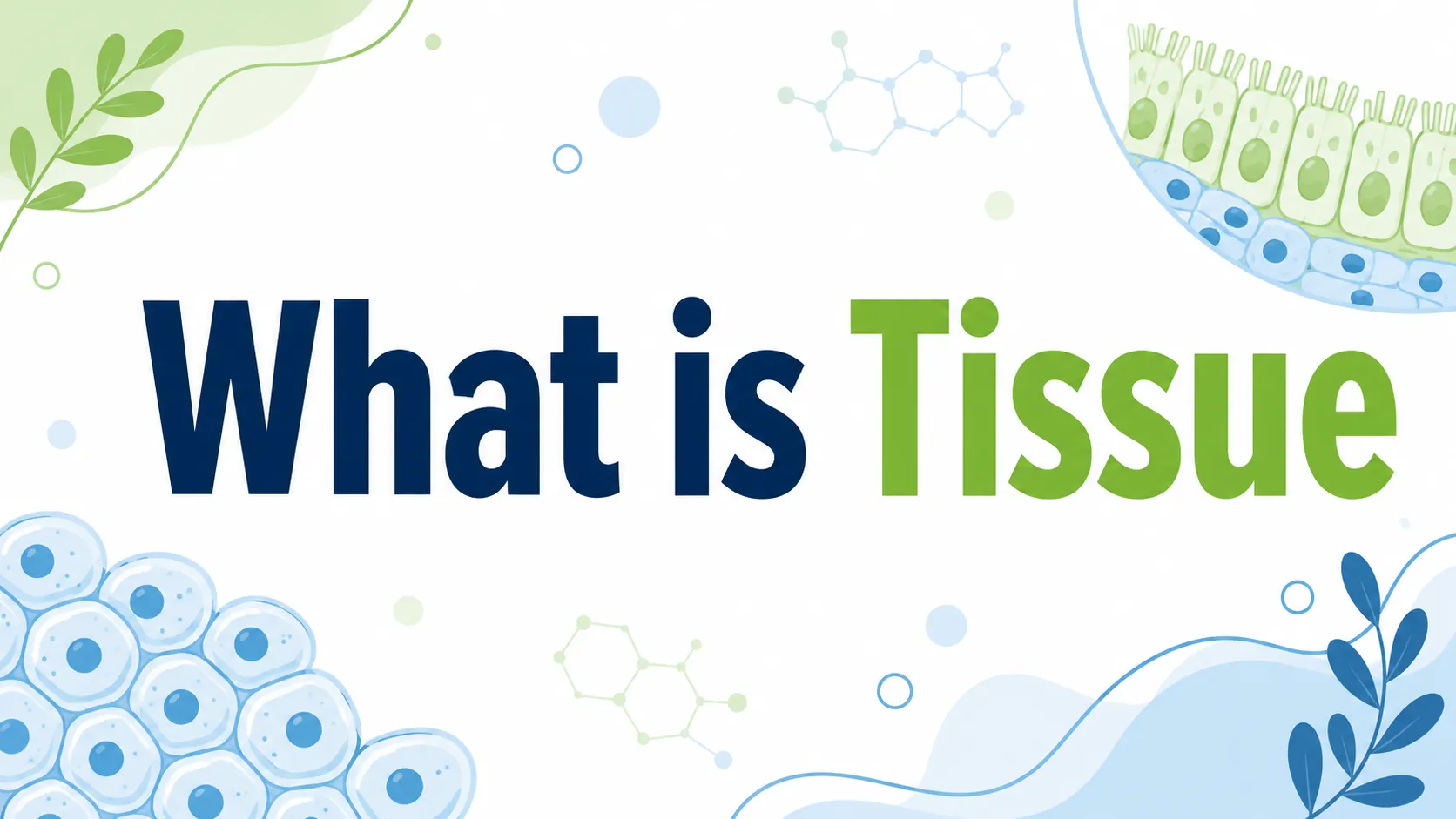 What Is a Tissue in Biology? 